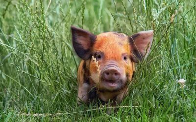 Porc Duroc i un formatge de cada racó del país